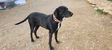 NANDI, Hund, Pointer-Mix in Spanien - Bild 25