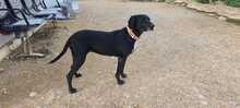 NANDI, Hund, Pointer-Mix in Spanien - Bild 26