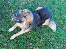 JESSY, Hund, Mischlingshund in Rumänien - Bild 21