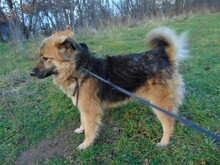 JESSY, Hund, Mischlingshund in Rumänien - Bild 22