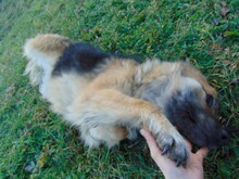 JESSY, Hund, Mischlingshund in Rumänien - Bild 24
