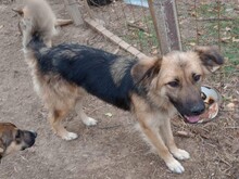 JESSY, Hund, Mischlingshund in Rumänien - Bild 25