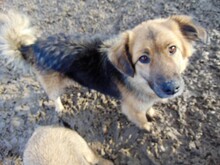 JESSY, Hund, Mischlingshund in Rumänien - Bild 26
