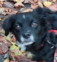 BONI, Hund, Mischlingshund in Velbert