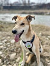 WIEKA, Hund, Mischlingshund in Betten