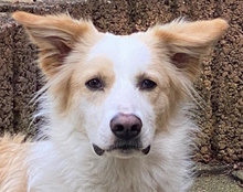 FALCO, Hund, Maremmano-Mix in Leverkusen
