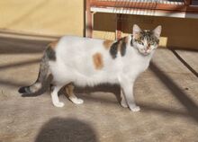 RIGOBERTA, Katze, Europäisch Kurzhaar in Spanien