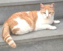 BELLINA, Katze, Hauskatze in Griechenland