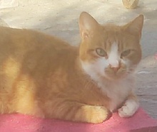 BENJICO, Katze, Hauskatze in Griechenland