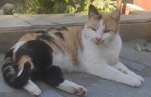 LORA, Katze, Hauskatze in Griechenland