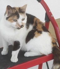 MOLAYA, Katze, Hauskatze in Griechenland
