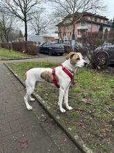 COOPER, Hund, Mischlingshund in Hamm - Bild 6