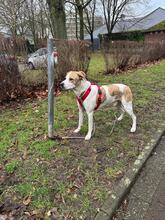 COOPER, Hund, Mischlingshund in Hamm - Bild 7