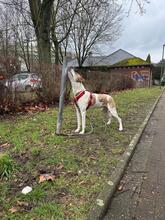 COOPER, Hund, Mischlingshund in Hamm - Bild 9