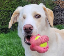 FARUK, Hund, Maremmano-Mix in Ditzingen