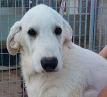 BRUNELLO, Hund, Maremmano-Mix in Italien - Bild 19