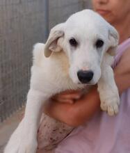 BRUNELLO, Hund, Maremmano-Mix in Italien - Bild 20