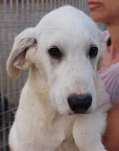 BRUNELLO, Hund, Maremmano-Mix in Italien - Bild 21