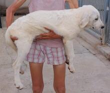 BRUNELLO, Hund, Maremmano-Mix in Italien - Bild 22