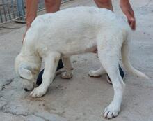 BRUNELLO, Hund, Maremmano-Mix in Italien - Bild 23