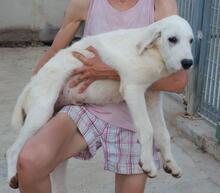 BRUNELLO, Hund, Maremmano-Mix in Italien - Bild 24