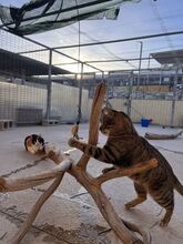 SIMBA, Katze, Europäisch Kurzhaar in Spanien