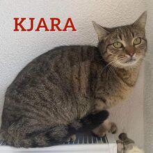 KJARA, Katze, Europäisch Kurzhaar-Mix in Hildesheim