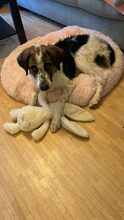 FOSTER, Hund, Mischlingshund in Marl