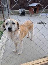 JUMBO, Hund, Mischlingshund in Rumänien - Bild 8