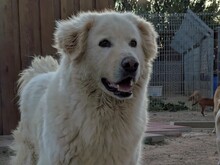OSVALDO, Hund, Maremmano in Italien - Bild 16