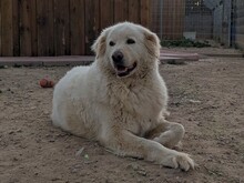 OSVALDO, Hund, Maremmano in Italien - Bild 17