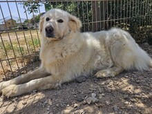 OSVALDO, Hund, Maremmano in Italien - Bild 18