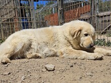 OSVALDO, Hund, Maremmano in Italien - Bild 19