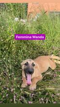 WANDA, Hund, Mischlingshund in Italien