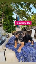 ISA, Hund, Mischlingshund in Italien