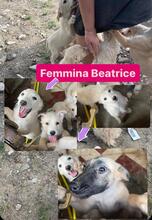 BEATRICE, Hund, Mischlingshund in Italien