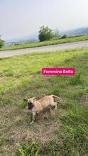 BELLA, Hund, Mischlingshund in Italien
