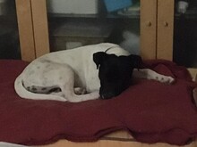 FINI, Hund, Mischlingshund in Schweiz - Bild 10