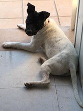 FINI, Hund, Mischlingshund in Schweiz - Bild 11