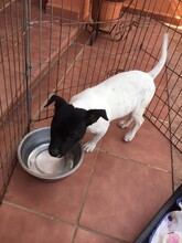 FINI, Hund, Mischlingshund in Schweiz - Bild 12