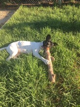 FINI, Hund, Mischlingshund in Schweiz - Bild 8