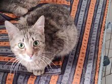 CASHOU, Katze, Europäisch Kurzhaar-Mix in Bulgarien - Bild 9