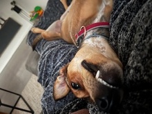 SKYLAR, Hund, Mischlingshund in Trimbs - Bild 1