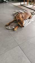 SKYLAR, Hund, Mischlingshund in Trimbs - Bild 11