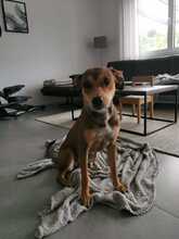 SKYLAR, Hund, Mischlingshund in Trimbs - Bild 12