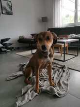 SKYLAR, Hund, Mischlingshund in Trimbs - Bild 13