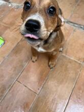 SKYLAR, Hund, Mischlingshund in Trimbs - Bild 14