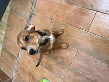 SKYLAR, Hund, Mischlingshund in Trimbs - Bild 15