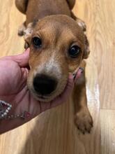 SKYLAR, Hund, Mischlingshund in Trimbs - Bild 16