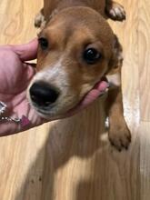 SKYLAR, Hund, Mischlingshund in Trimbs - Bild 17